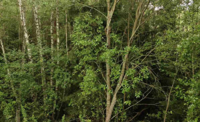 Купить участок, Мончаки, Лесная, 15 соток. Фото 11