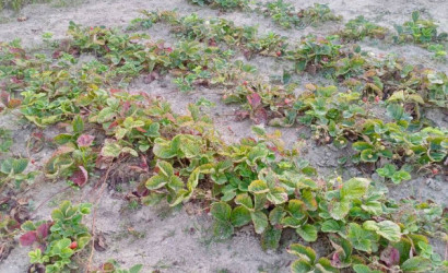 Купить дачу, Тихиничи, Виноградная 161, 10 соток. Фото 9