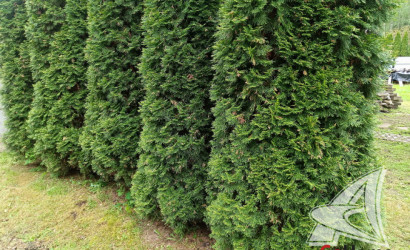 Купить участок, Брест, Мухавецкий с/с, 6.97 соток. Фото 27