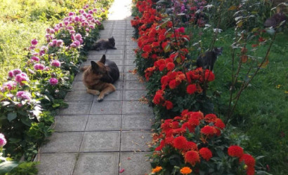 Купить дом, Закревщина, 22 соток. Фото 14