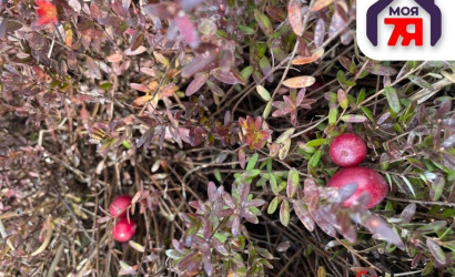 Купить участок, Новые земли, 7.52 соток. Фото 15