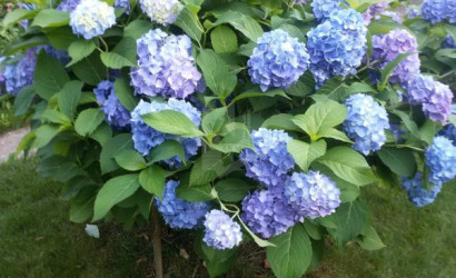 Купить дом, Надежда-АРДИ, 10.29 соток. Фото 7