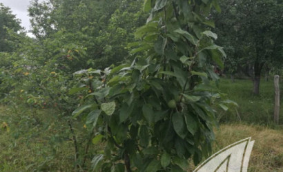 Купить участок, Новые Лыщицы, Лыщицкий с/с, 19.19 соток. Фото 6