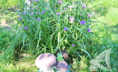 Купить дачу, Брест, Клейниковский с/с, 4.1 соток. Фото 13