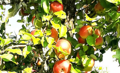 Купить дом, Нелидовичи, Молодежная ул., 9/А, 25 соток. Фото 8