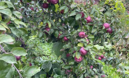 Купить дачу, Горняк-7, 8.3 соток. Фото 10