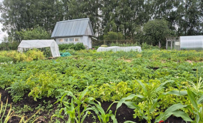 Купить дачу, Бережа, Ст Пятигорье, 11 соток. Фото 7