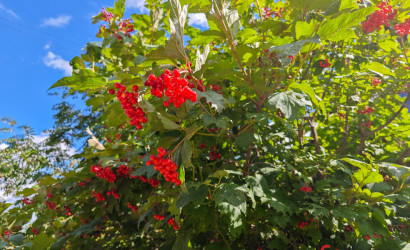 Купить дачу, СТ Электрон-89, Солнечная, 9.86 соток. Фото 16