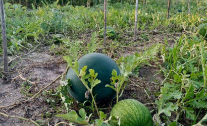 Купить дачу, Тихиничи, Виноградная 161, 10 соток. Фото 7