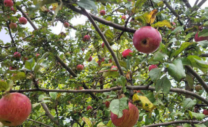 Купить дачу, Лепель, Cmtpl, 9 соток. Фото 3