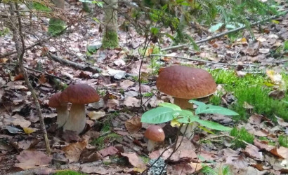 Купить дом в деревне, Дубовый Лес, 4 соток. Фото 13