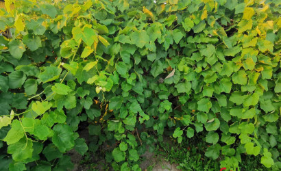 Купить дом, Скидель, Заслонова, 7 соток. Фото 7