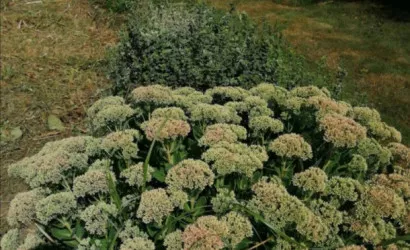  1-этаж.(20 м2), Кулики(Заречная)