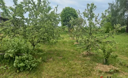  Рыжики(центральная)