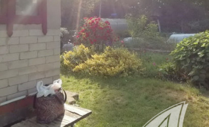 Купить дачу, Брест, Мотыкальский с/с, 5.11 соток. Фото 5