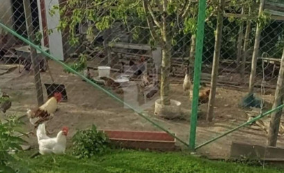 Купить дом, Жилевщина, 43 соток. Фото 16