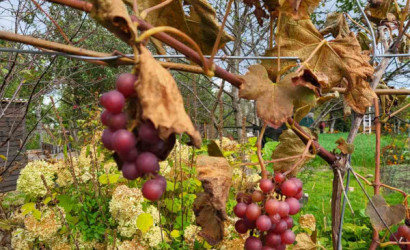 Купить дачу, Лепель, Cmtpl, 9 соток. Фото 2