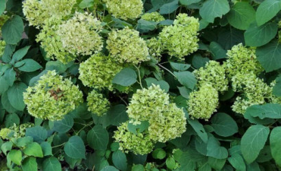 Купить дом, Острошицкий Городок, Совхозная ул., 16, 9.98 соток. Фото 6