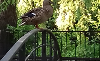 Снять на сутки коттедж, Кобрин, Кирова ул. Фото 20