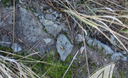 Купить участок, Брест, Чернинский с/с, 7 соток. Фото 8