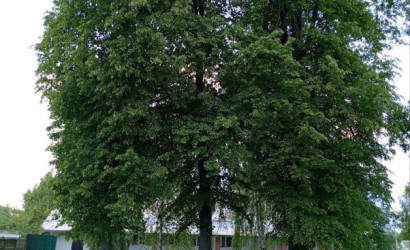 Купить дом, Тереховка, Спортивная, 1А, 25 соток. Фото 25