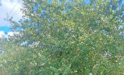 Купить дом, Витебск, 6-я Совхозная, 5.17 соток. Фото 3