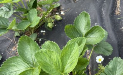 Купить дом в деревне, Лыковичи, Лыковичи, 84, 17 соток. Фото 20