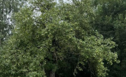 Купить участок, Медведня, Луговая ул., 21, 16.92 соток. Фото 6