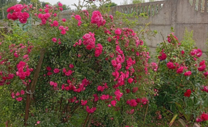 Купить 1-комнатную квартиру, Столбуновичи, Центральная. Фото 13