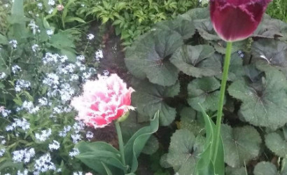 Купить дачу, Руденск-2, СТ ВЕРАС81, 5 соток. Фото 13