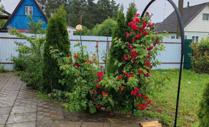 Купить дачу, Деражня, СТ Ведрич, 5.1 соток. Фото 12