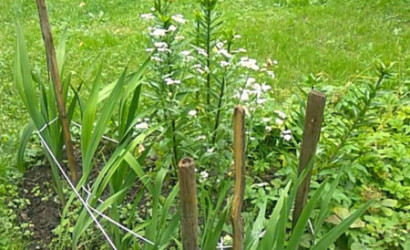 Купить дачу, Руденск-2, СТ ВЕРАС81, 5 соток. Фото 14