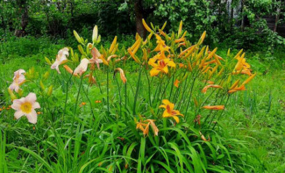 Купить дом, Витебск, Кольцова, 7.5 соток. Фото 5