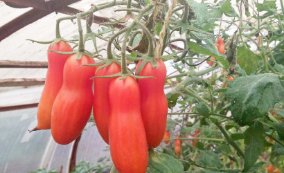 Купить дачу, Приозерное, 5 соток. Фото 13