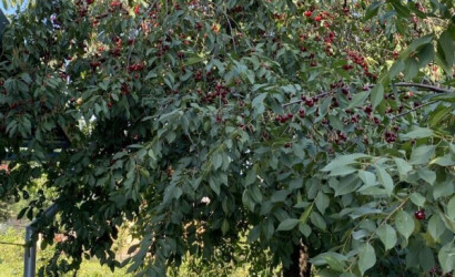 Купить дом, Слоним, Жировичский пер., 5.8 соток. Фото 18
