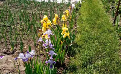  1-этаж.(19.3 м2), Гродно(Новики 2/32)