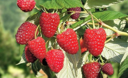 Купить участок, Ивонцевичи, СТ Ивонцевичи, 10.16 соток. Фото 6