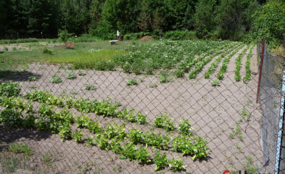 Купить дачу, Марковичи, СТ «Сосновый бор-2», 12.4 соток. Фото 4