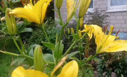 Купить дом, Заелица, Садовая 28, 14 соток. Фото 18