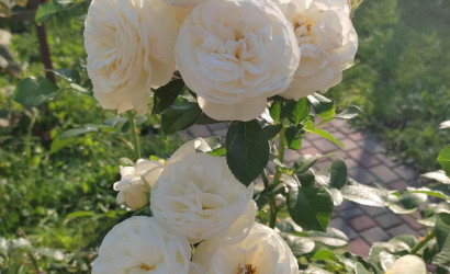 Купить дом в деревне, Строитель-96, 5.23 соток. Фото 10