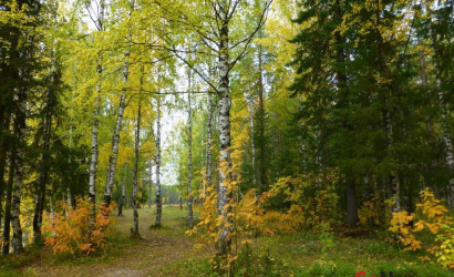 Купить участок, Ивонцевичи, СТ Ивонцевичи, 10.16 соток. Фото 7