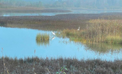 Купить дом, Замошье д., Центральная ул., 25 соток. Фото 1