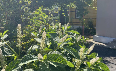 Купить дом, Солоная, Полевая, 27, 23 соток. Фото 3