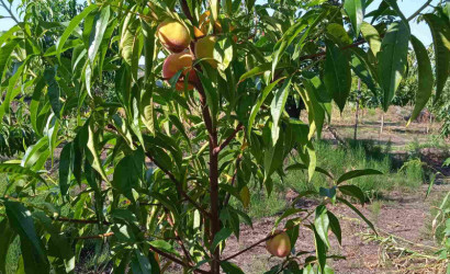 Продажа помещения, Рудка, Советская,  142.4 кв.м.. Фото 8