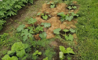 Купить участок, Горки-1, 10 соток. Фото 7