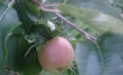 Купить дом, Заелица, Садовая 28, 14 соток. Фото 12