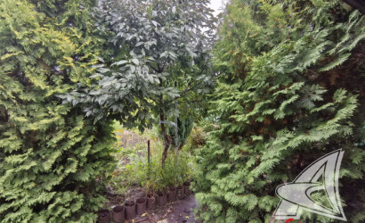 Купить дачу, Брест, Мухавецкий с/с, 4.15 соток. Фото 16