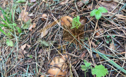 Купить участок, Лешница, Радваничский с/с, 5.85 соток. Фото 10