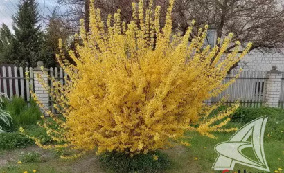  1-этаж.(79.8 м2), Брест(Гершоны)