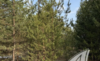 Купить участок, Дубица, Домачевский с/с, 24.9 соток. Фото 15